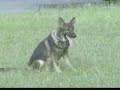 Cazu - Obediencia