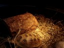 Russian Tortoise Care Russian Tortoise Care