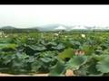 videos de [south korea gyeonggi-do] Lotus Flower Theme Park(시흥연꽃테마파크)