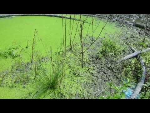 how to grow duckweed for feed