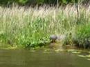 Gators in the grass Gators in the grass