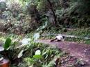 Taiwan travel / walk in Yangmingshan National Park