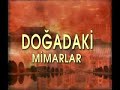 ALEMİ - Arılar - Arıların sırları Belgesel ve Kuran Ayeti