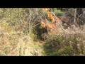 videos de Tigger Black