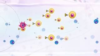 How does the immune system fight cancer?