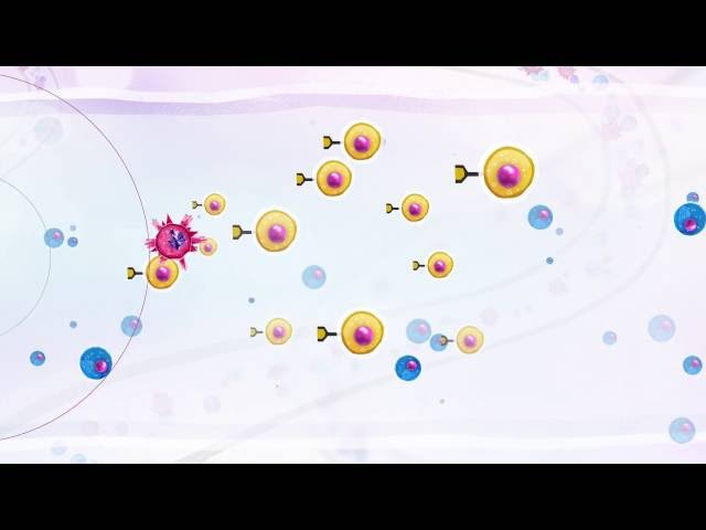 Comment le système immunitaire lutte-t-il contre le cancer ?