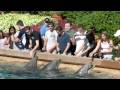 videos de Some Dolphin Feeding