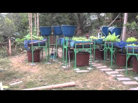 aquaponics in jh china aquaponics kalani by omananda aquapono 