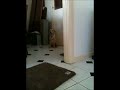 Training 14 week old labrador x