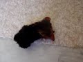 Rocky con el rinoceronte