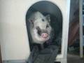 susy pig in cuccia!!