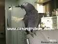 Parrot Show