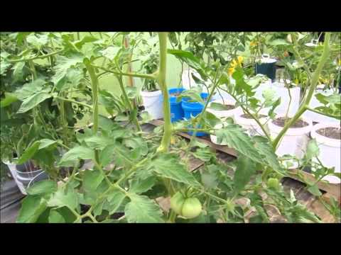 how to fertilize self watering containers