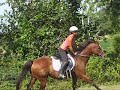 ex racehorse now a show jumper