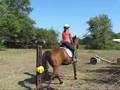 ex racehorse now a show jumper