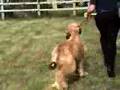 Afgano video