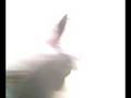 videos de Randomness