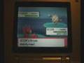 How to chain shinys with the pokeradar