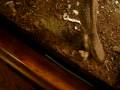 my reptile colection