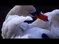 The Swan Dance