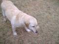videos de LA CANE