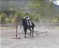 Cavallo murgese in Gimkana,WORKING EQUITATION. Cavallo murgese in Gimkana,WORKING EQUITATION.