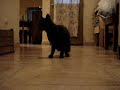 Mutant Cat gato mutante asombroso lo mas visto XMEN X-Files Mutant Cat gato mutante asombroso lo mas visto XMEN X-Files