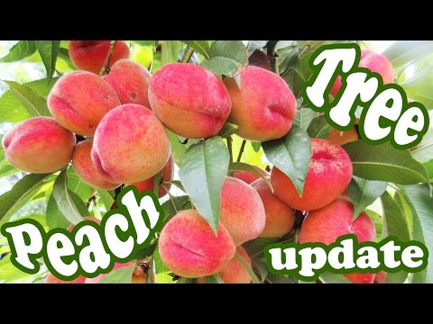 Peach Tree Update - Growing Peaches Fruits Plant - Dwarf Fruit Trees - Organic Gardening - Jazevox