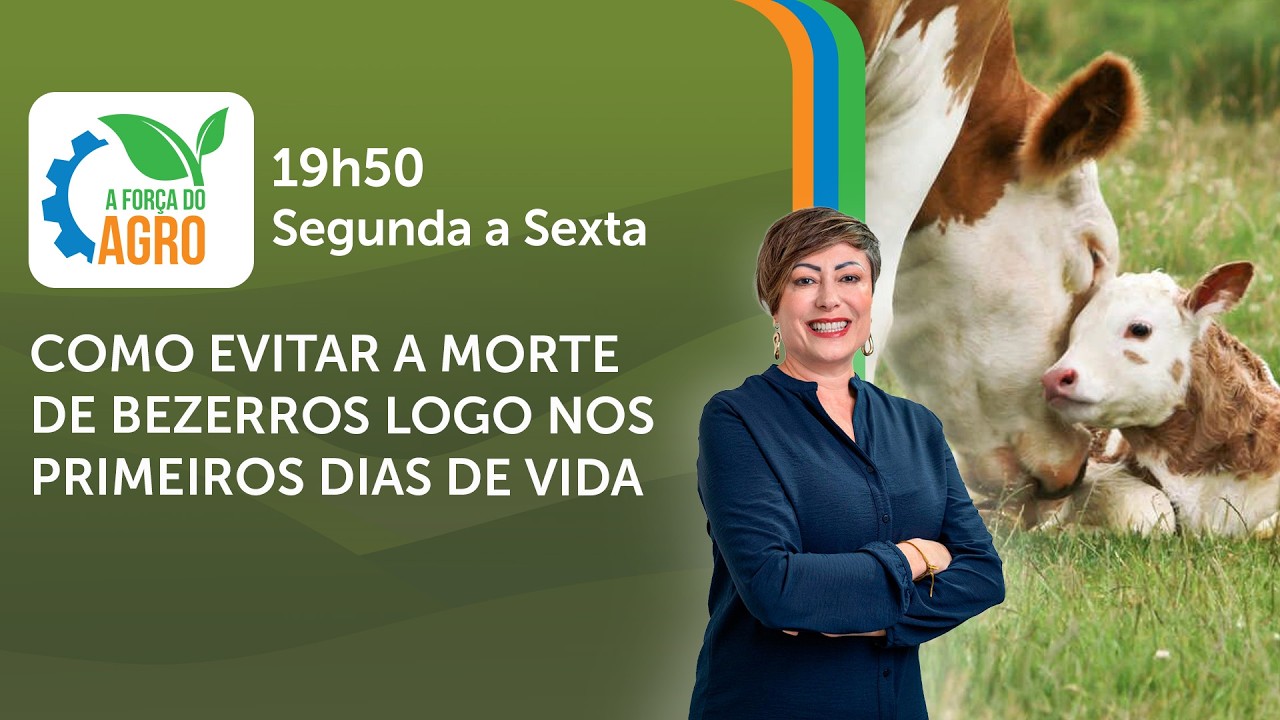 AFA, com Joice Maffezzolli - Como evitar a morte de bezerros logo nos primeiros dias de vida