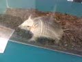 Armadillo Ebrio Armadillo Ebrio