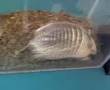 Armadillo Ebrio