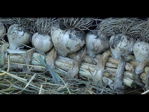 Как хранить озимый чеснок Как хранить озимый чеснок