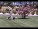 David Baron Sacramento Dog HEEL Training David Baron Sacramento Dog HEEL Training