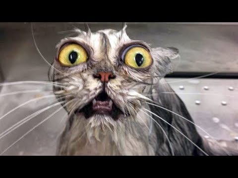 Drôle ANIMAUX Eau FAILS qui vous fera MOURIR DE MOURIR - Vidéos épiques ANIMAUX FUNNY