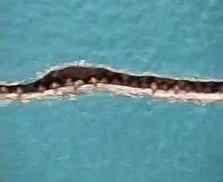 TERMITES