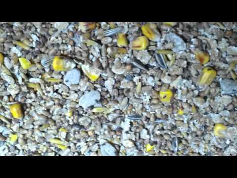 Kornkäfer in Papageienfutter