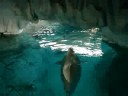 Beluga en el Oceanographic  (Valencia)