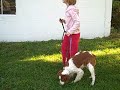 Episode 2, Junior Showmanship with a Brittany Spaniel