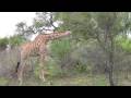 videos de Kruger Highlights