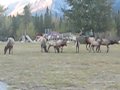 Elk Bugling 1.AVI
