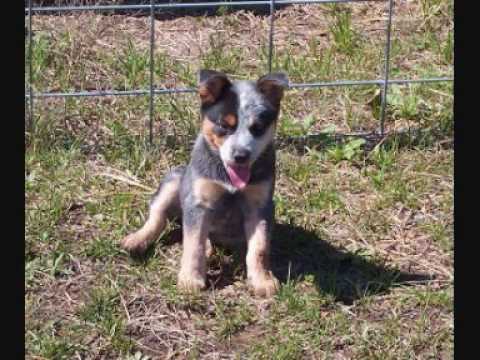 Top 10 Smartest Dog Breeds Top 10 Smartest Dog Breeds