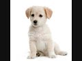 Top 10 Smartest Dogs