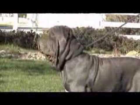 neapolitan mastiff