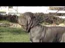 Neapolitan Mastiff Del Feudo Nisseno Cleofe