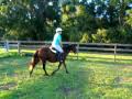 Polly trotting