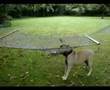 Bullmastiff video