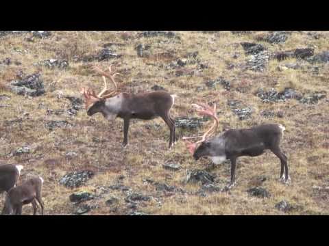 Caza del Caribou en Alaska
