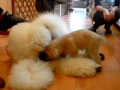 DogCafe