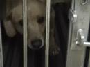 Iams Cruelty Iams Cruelty