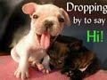 Cute Dogs - No One